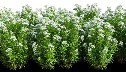 Dense cluster of small white flowers on green foliage