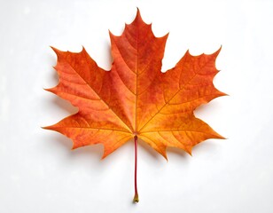 Obraz premium Vibrant autumn maple leaf