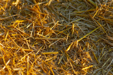 A detailed close-up of golden straw scattered on the ground, illuminated by warm sunlight, showcasing its natural texture and color.
