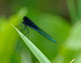 Vibrant blue dragonfly perched on blade of grass (1)