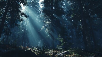 dark forest in the night