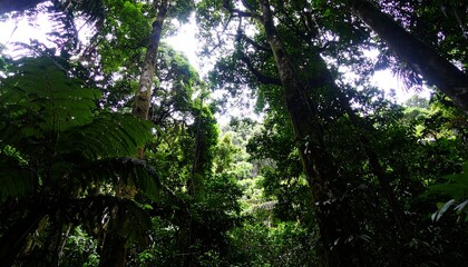 Fototapeta premium Lush tropical forest canopy