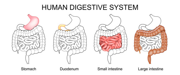 Human digestive system. Stomach, Large intestine, Small intestine and Duodenum