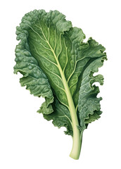 PNG Kale vegetable plant food.