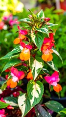 Vibrant cluster of multicolored flowers with variegated leaves displays a riot of pinks and oranges.