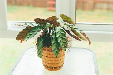 Calathea lancifolia - Rattlesnake Plant
