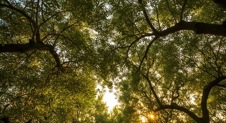 Looking up through a lush green tree canopy with golden sunlight filtering through the leaves.