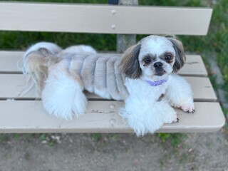 fluffy white and gray Shih Tzu posing on a wooden bench in a serene park setting during the day.