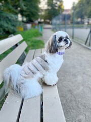 Adorable Shih Tzu dog with a stylish haircut sitting confidently on a park bench, wearing a purple collar.