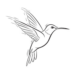 Fototapeta premium Black Outline Drawing of a Hummingbird in Flight with Detailed Wings on White Background flying