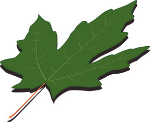 Obraz premium Green Maple Leaf Vector Clipart