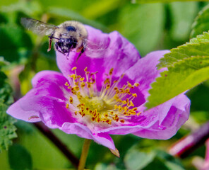 Fuzzy-horned bumble bee flies toward camera for detailed close up of her face. She flies over a wild rose. 