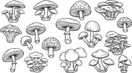 Set of different mushrooms. Collection of stylized edible or psychedelic mushrooms. Vector illustration on white background. Linear Art.