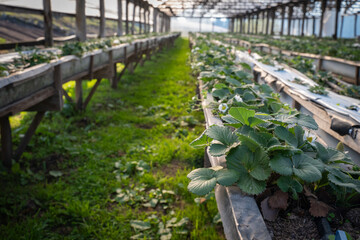 Strawberry plantation.
