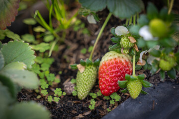 Ripe and unripe strawberries