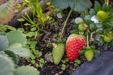 strawberries growing in a garden