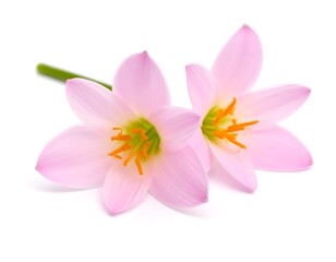 Naklejka premium Two delicate pink flowers against white