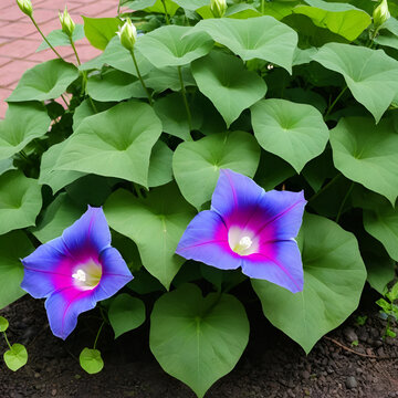 Prunkwinde, Trichterwinde, Ipomoea