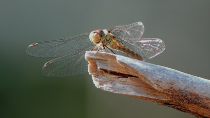 Dragonfly (Sympetrum Striolatum) Smiling