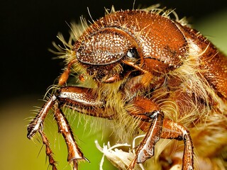 June beetle closeup