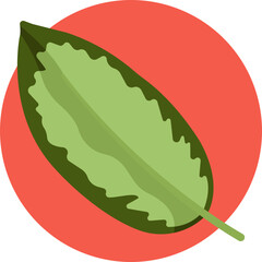 Decorative tropical plant leaf, commonly known as Chinese evergreen.