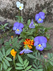 blue pansy flower
