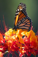 A magnificent monarch butterfly with bright white spots and orange wings feeding on an orange Mexican Bird of Paradise flowe.r. 