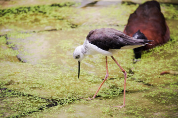 Stelzenläufer im Teich