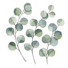 Eucalyptus leaves isolated on transparent background