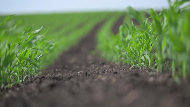 Nature s symmetry: green corn rows swaying under wind.