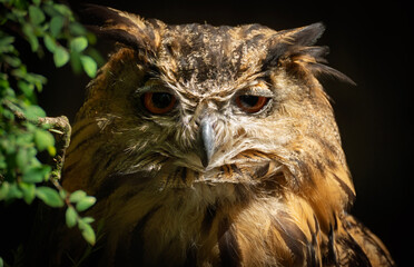 Owl portrait