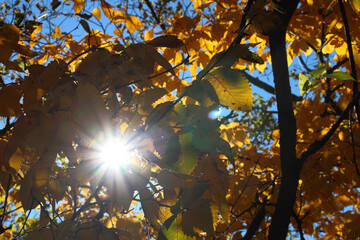 Sunburst Through Autumn Leaves 