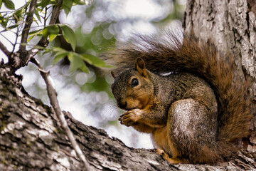 Squirrel On Tree Branch