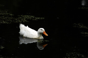 White Duck On Dark Pond