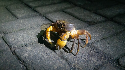Night crabs on the waterfront of a village on the island of Bunaken in Indonesia