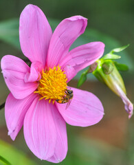 Close up of pink garden flower with a bee collecting yellow pollen