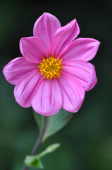 Obraz premium Close up of pink garden flower with yellow pollen