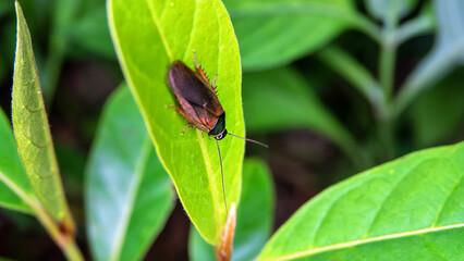 A large black cockroach in the rain forest of Sulawesi Island