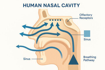 Obraz premium Human Nasal Cavity Anatomy Illustration, Sinus, Breathing Pathway, Olfactory Receptors, Medical Diagram [Illustration]