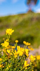 Obraz premium A vibrant cluster of bright yellow wildflowers stands out against a blurred background of green hills and a clear sky.