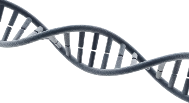Isolated DNA Strand Molecule