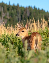 Young deer in a field