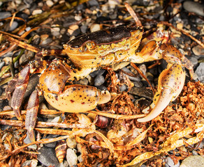 Opportunistic omnivore, eurythermic, euryhaline invasive species Asian shore crab Hemigrapsus sanguineus on rocks, such as between boulders on rocky shores. Coast of Sea of Japan, Nakhodka port