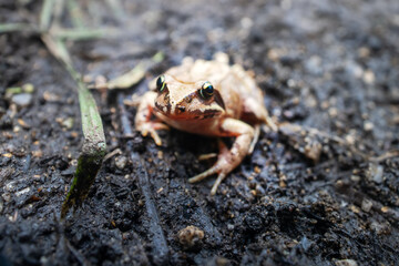 East Siberian Asiatic grass frog (Rana dybowskii, Rana chensinensis, Rana japonica) in broad-leaved forests in Sikhote Alin mountains. East Siberia