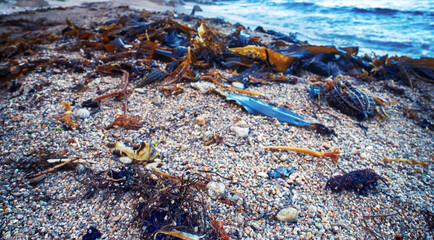 Algae floatsam in the supralithoral of Sea of Japan, sandy shell beach. Japan sea tangle (Laminaria japonica), Red blanket Rhodophyceae, Alaria esculenta, bladderwrack (Fucaceae). Russian Far East