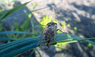 Mountain cicada (Cicadetta montana, male) (Cicadidae, Hemiptera) on slopes of seaside forest hills, broad-leaved oak forests in Sakhalin island mountains. East Siberia