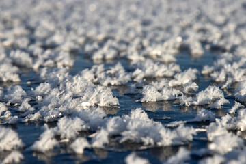 Glaciology. Young freshwater ice with characteristic tabular crystals of perspiration on the surface (crystal flake). Nilas at the age of 2 days, temperature. The most beautiful pattern