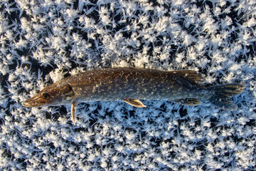 Ice fishing. Pike caught on the first ice (nilas). Trophy on the background of young ice with beautiful crystals