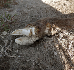 A brown cow died in the winter in a semi-desert. The corpse was eaten by a fox, corpse-eating beetles, skin-eating beetles. Big bones waterlessness, hoof, nail bone