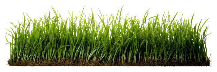Fototapeta premium PNG Grass plant lawn agriculture.